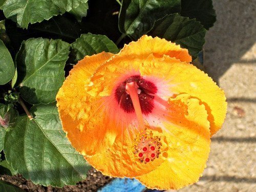 Blossom by Obiora Embry