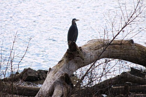 Contemplation by Obiora Embry